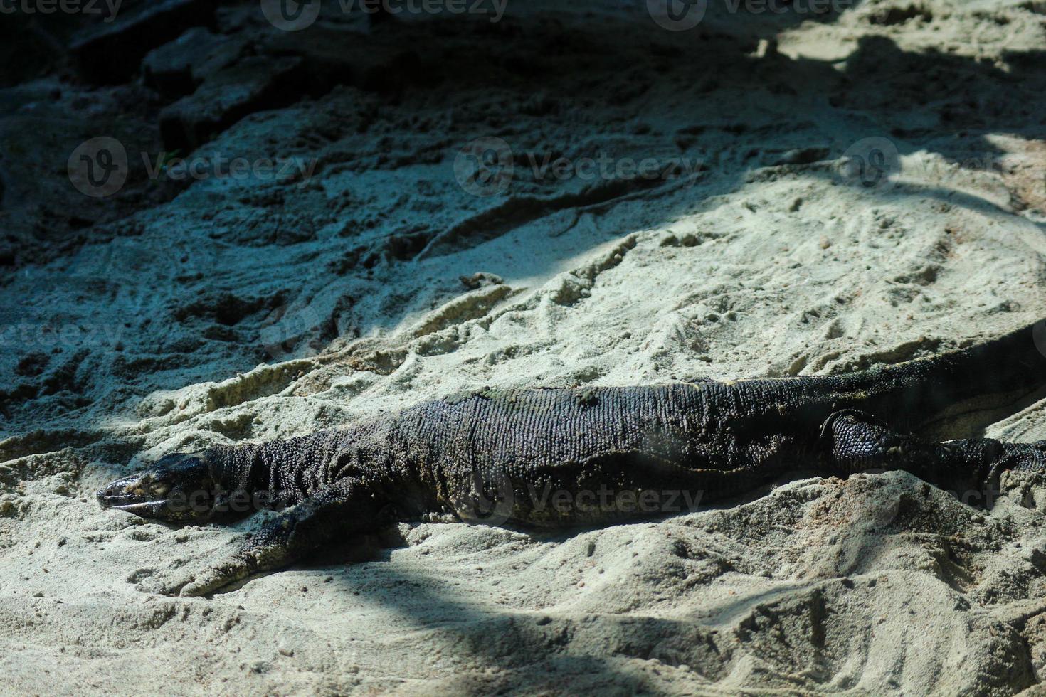 This is a photo of a black monitor lizard with the Latin name varanus beccari at the zoo.