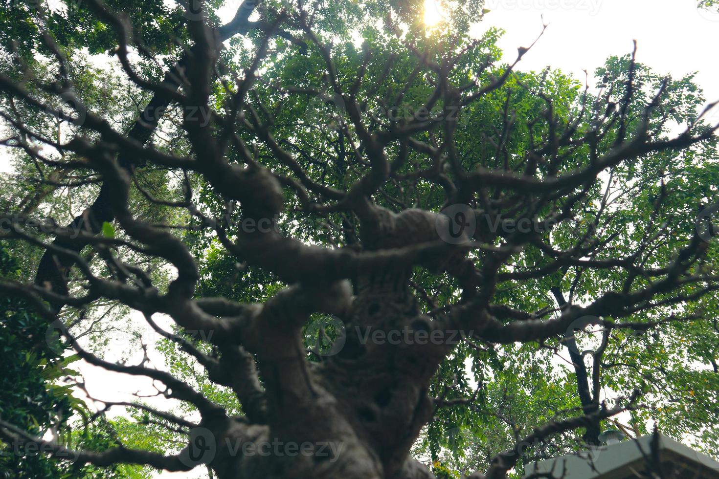 This is a photo of various types of bonsai.