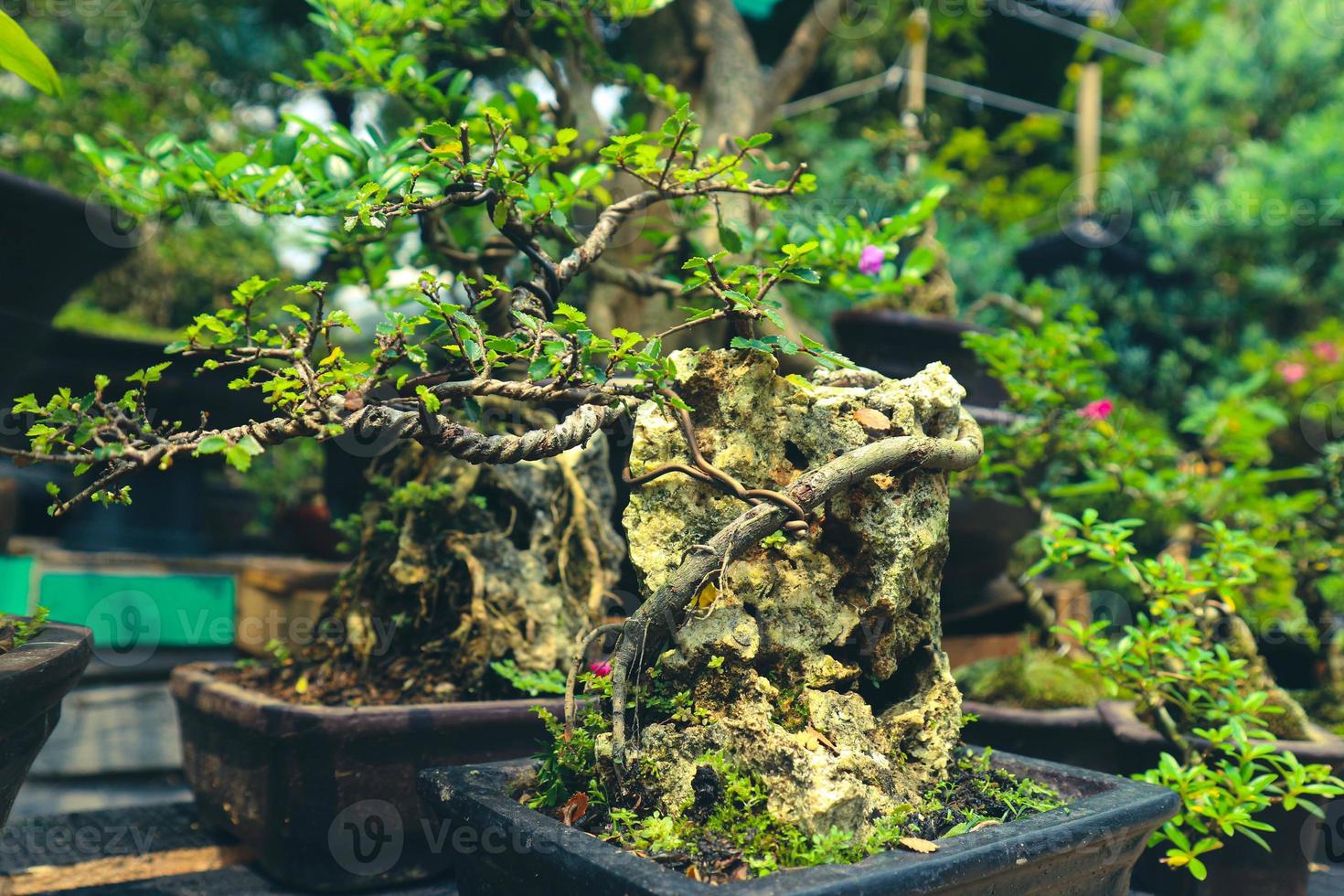 This is a photo of various types of bonsai.