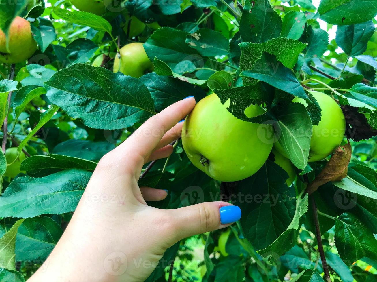 Apple orchard. green fruits of the apple tree hang on the tree among the green leaves. girl with stylish blue manicure reaches for an apple to pick it. finding apples for compote photo