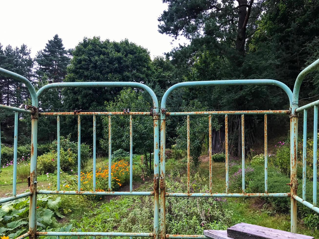 rusty headboards from old beds. homemade fence from scrap materials. metal frames affected by corrosion and rust. homemade hedge photo