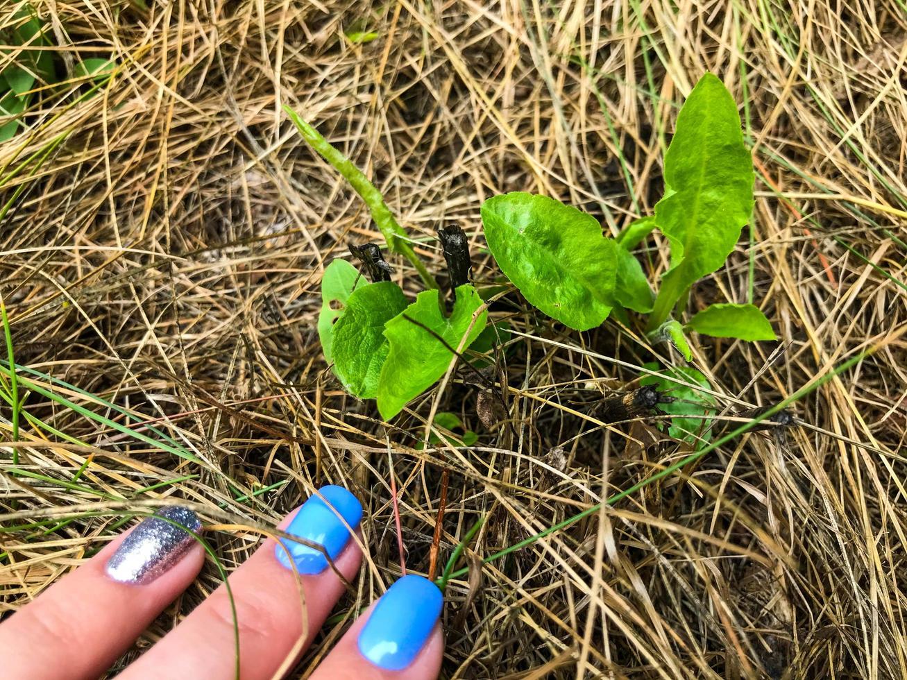 a girl with blue stylish and fashionable nails found a living sprout among the dry grass. the plant makes its way through dry grass in dry summers. forest plants, agriculture photo