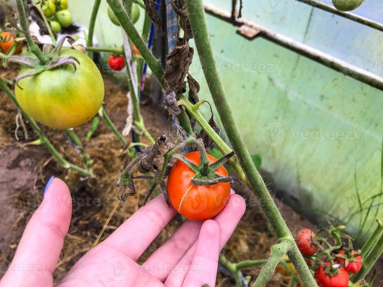 los tomates crecen en una cama de jardín en un invernadero. tomates rojos, verdes, frutos verdes. el agricultor cultiva cultivos domésticos. vegetales frescos. productos ecológicos, hogar foto