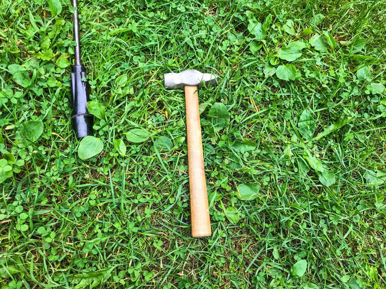 there is a hammer and a screwdriver on the grass. tools for repairs are laid out on the lawn. hammer on a wooden handle with a chrome tip. among the little green leaves photo
