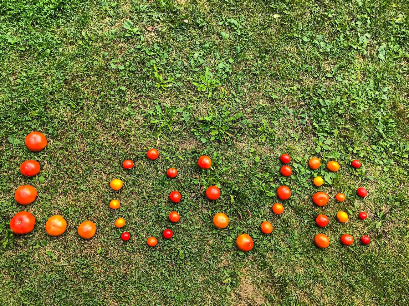 una palabra de un tomate, letras l, o, v, e. la palabra amor. letras de tomates rojos y amarillos sobre hierba verde. alimentos crudos, vegetarianismo, bocadillos sabrosos y saludables, ensalada de vitaminas foto