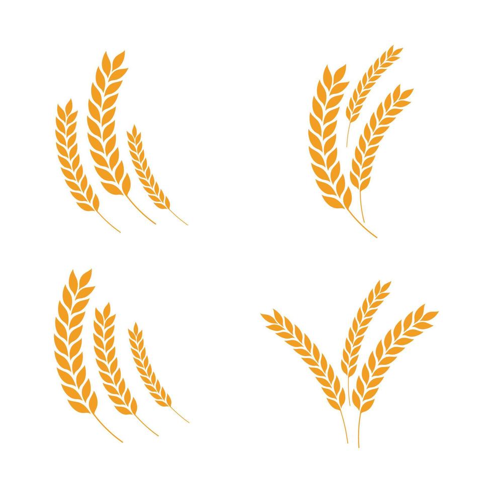 Agriculture wheat vector