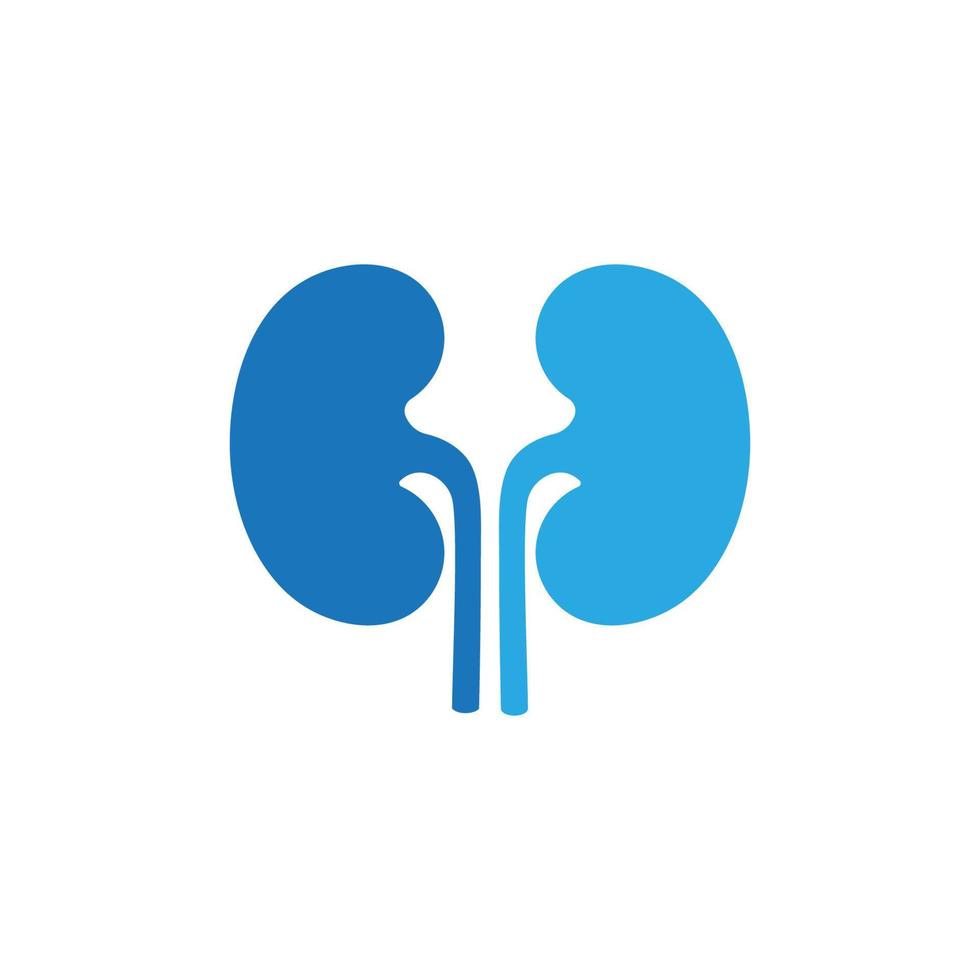 kidney vector illusrtation