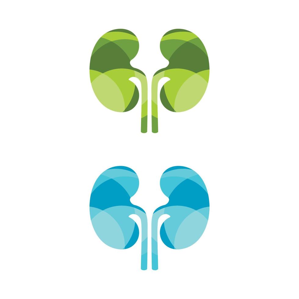 kidney vector illusrtation