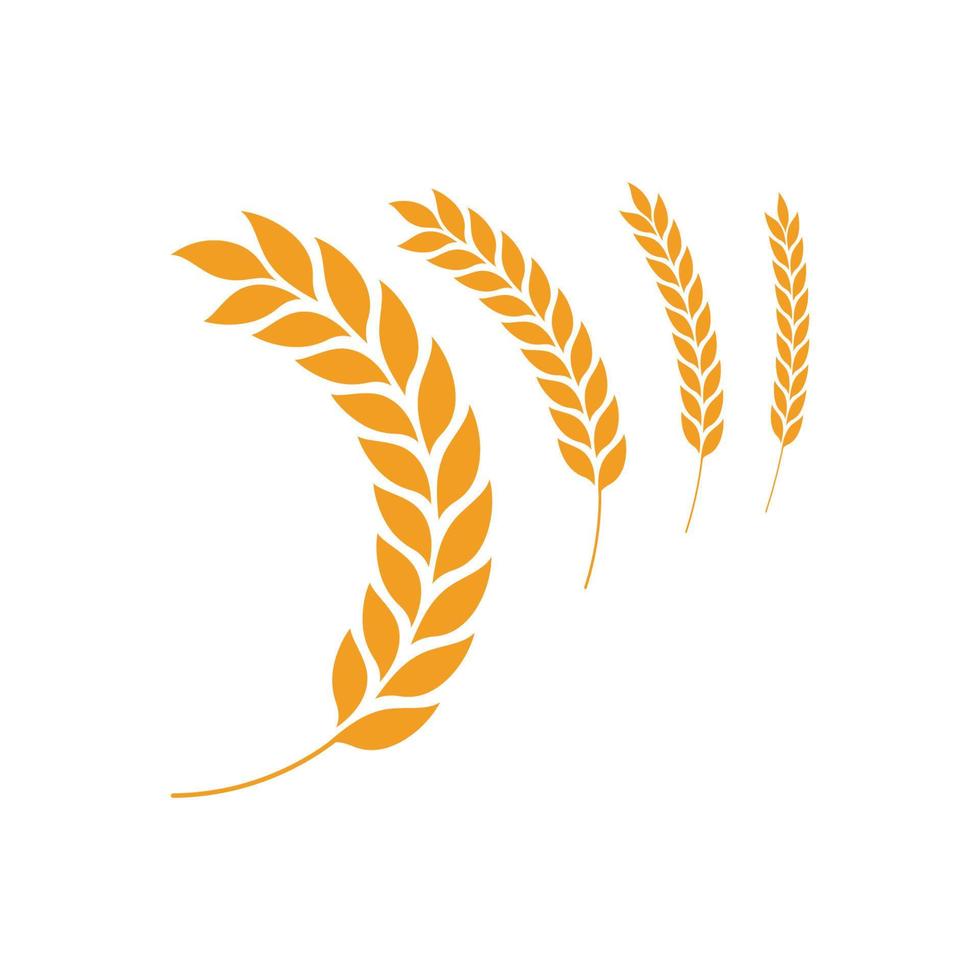 Agriculture wheat vector