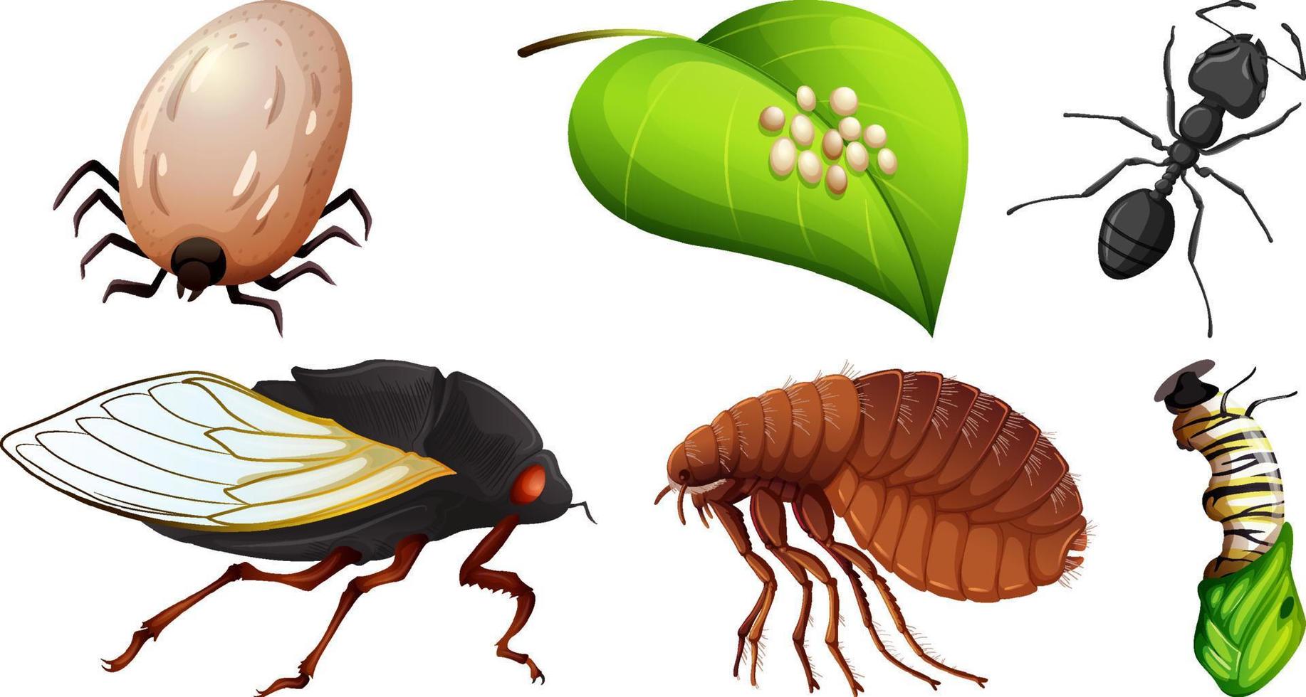Collection of different insects vector