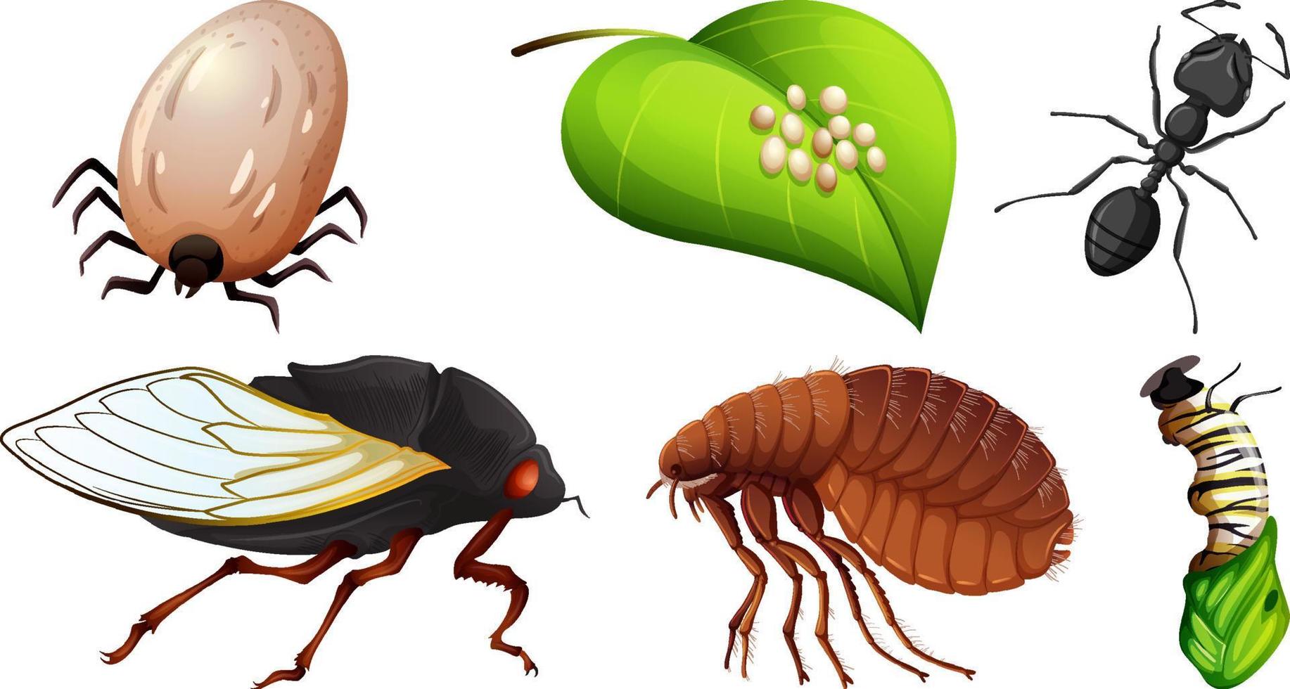 colección de diferentes vectores de insectos