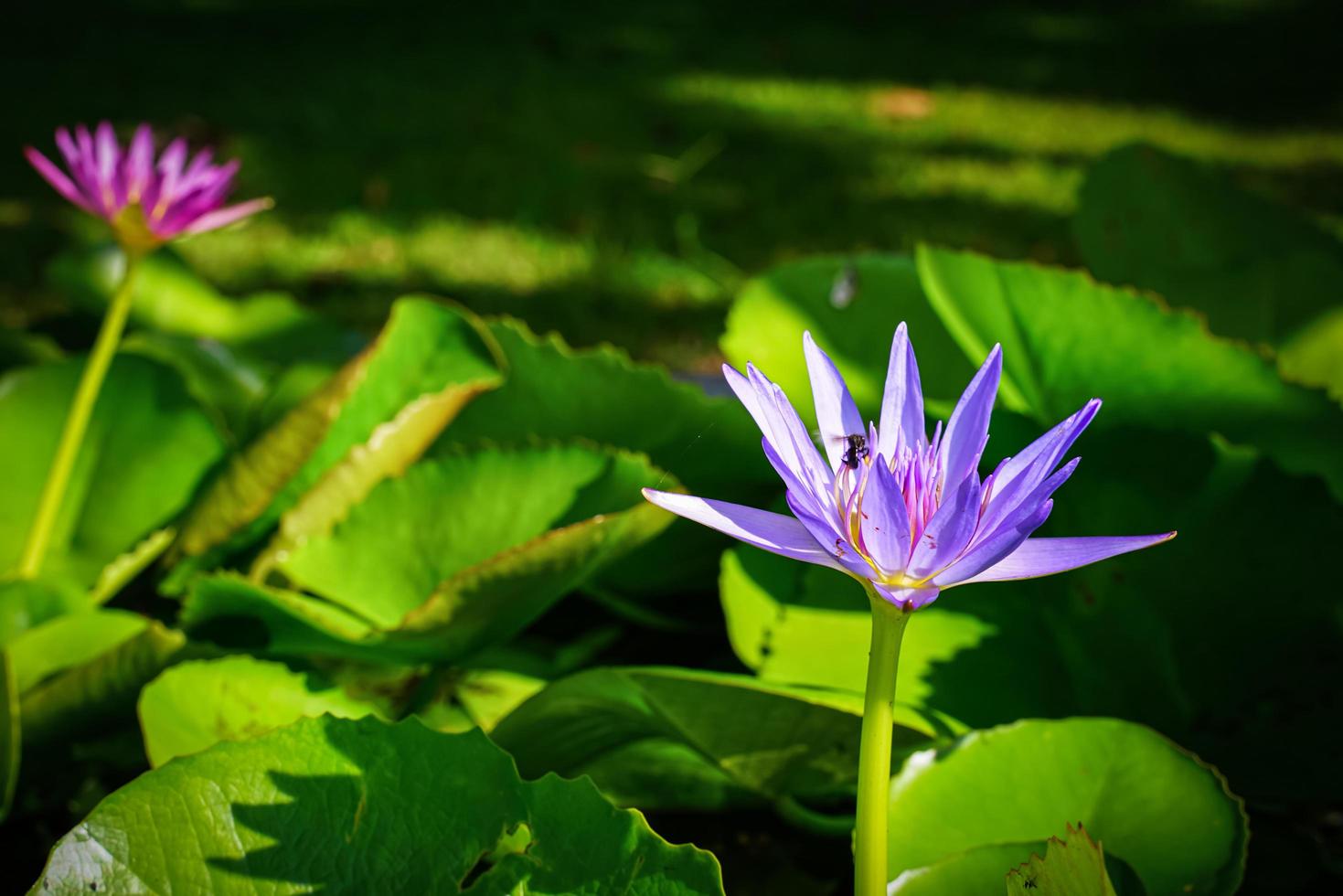 hermosas flores de loto que florecen a la luz del sol de la mañana foto