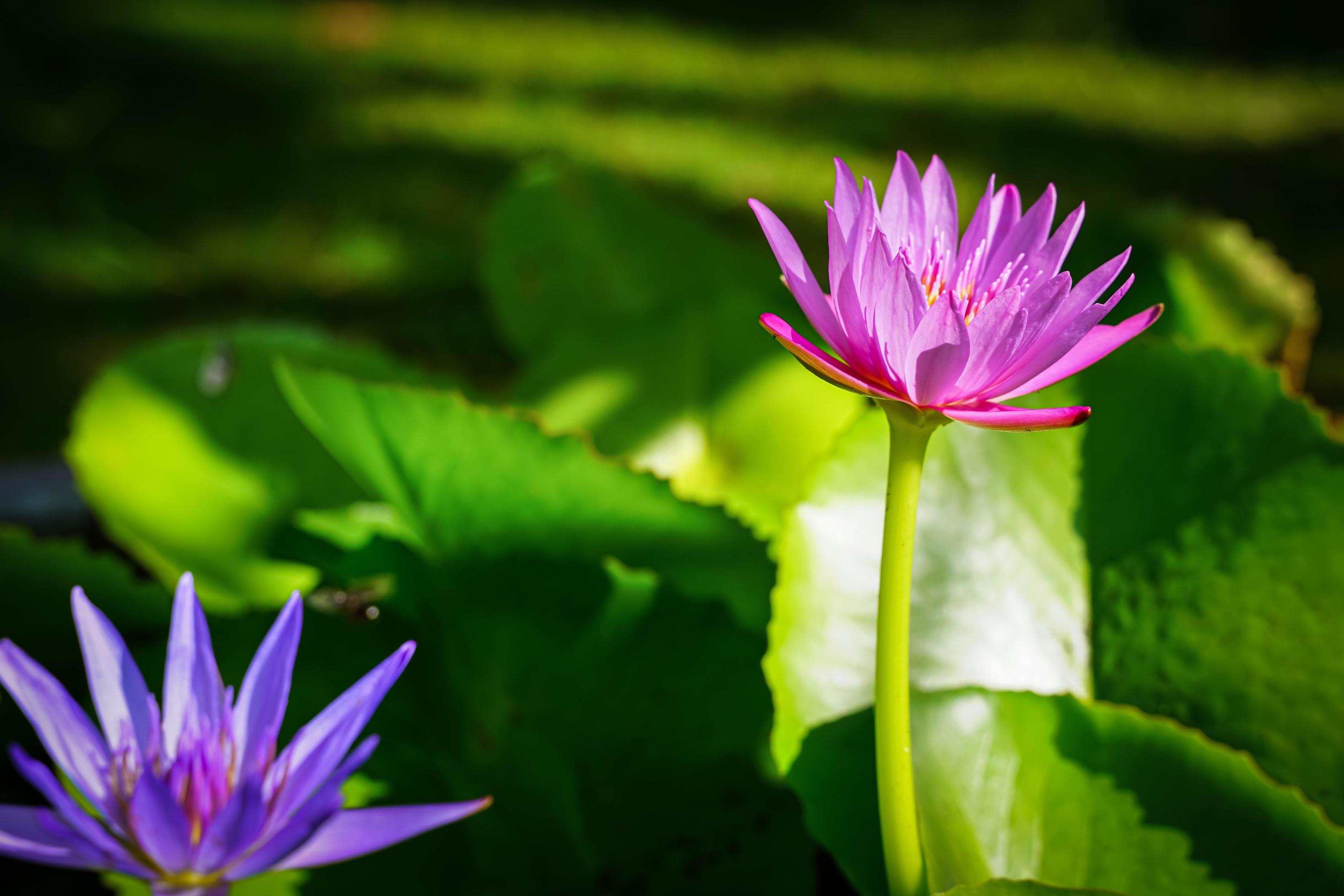 Beautiful lotus flowers that bloom in the morning sunlight 14292033