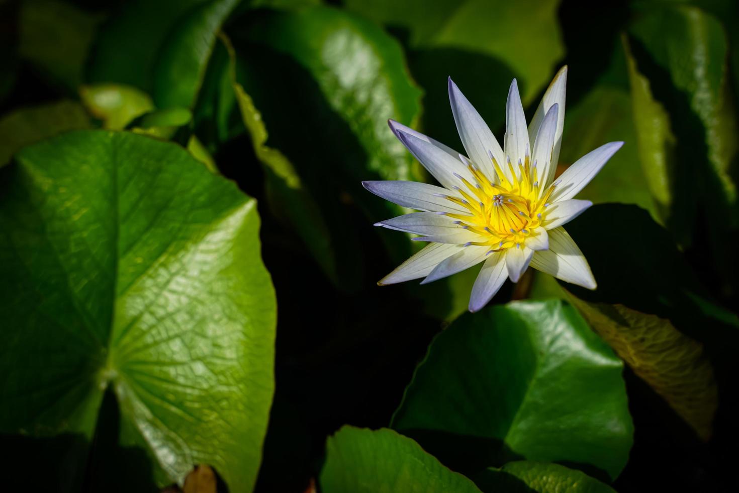 Beautiful lotus flowers that bloom in the morning sunlight photo