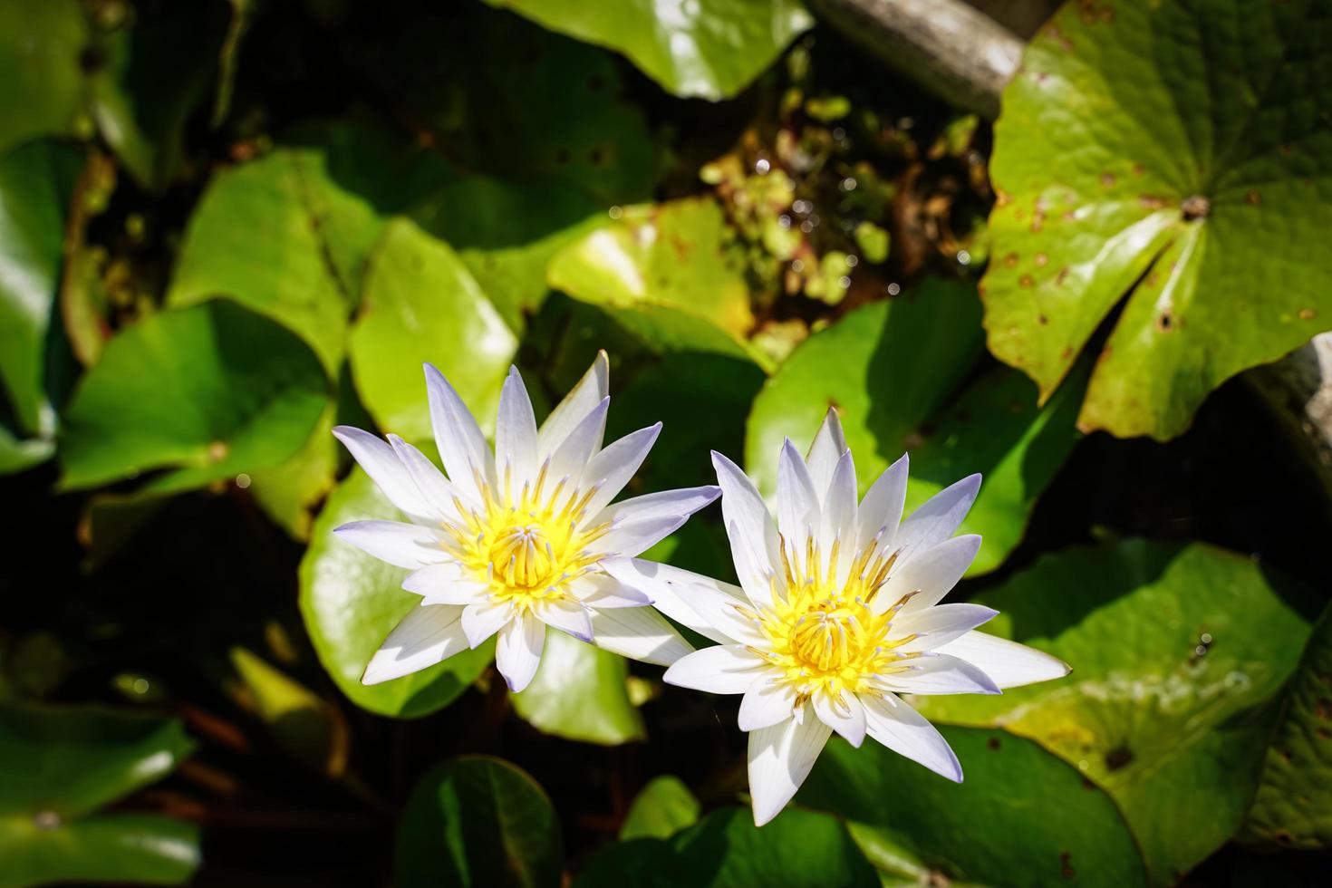 hermosas flores de loto que florecen a la luz del sol de la mañana foto