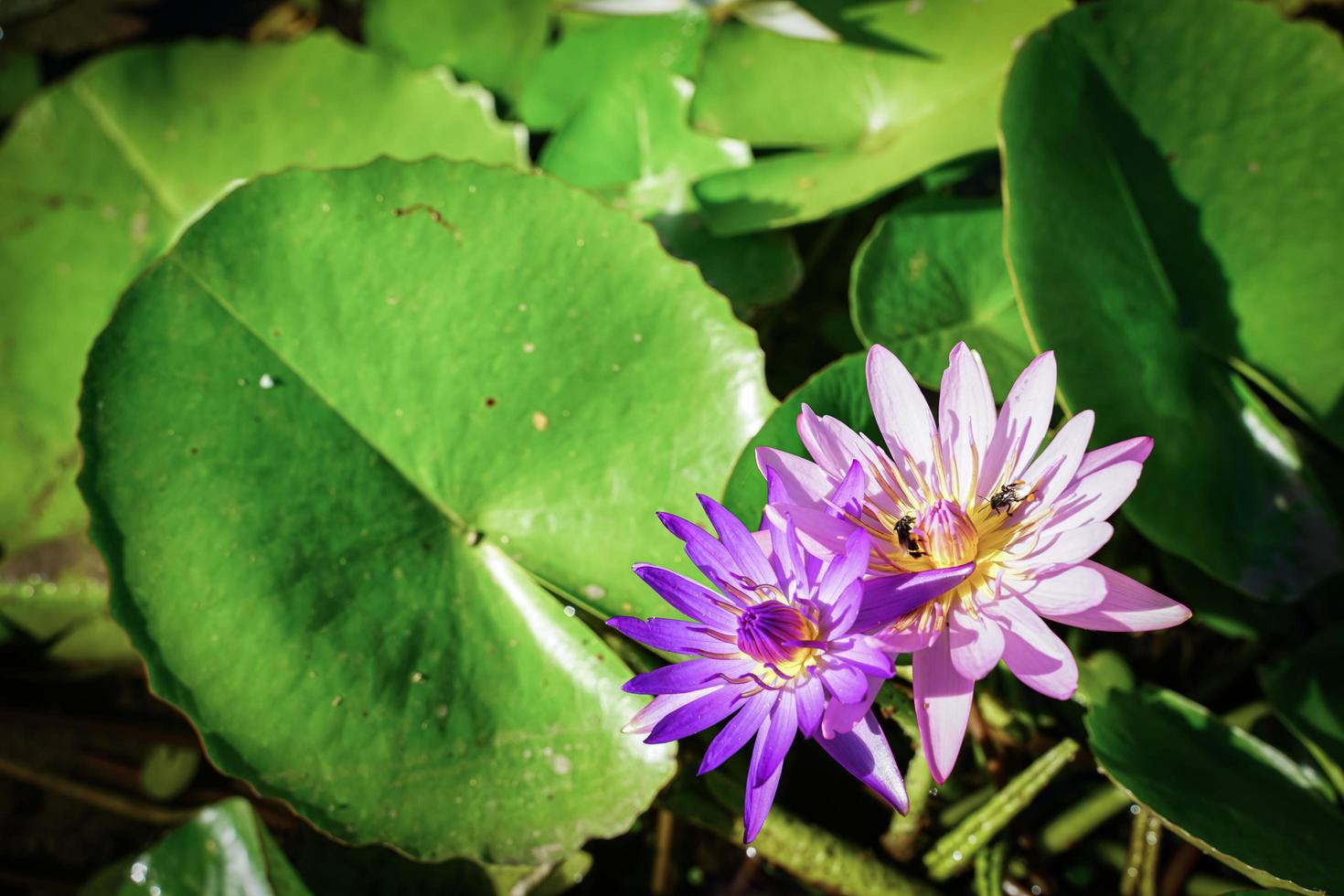 Beautiful lotus flowers that bloom in the morning sunlight photo