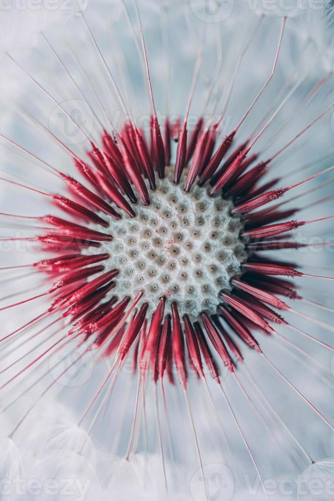 hermosa flor de diente de león en primavera, fondo blanco foto