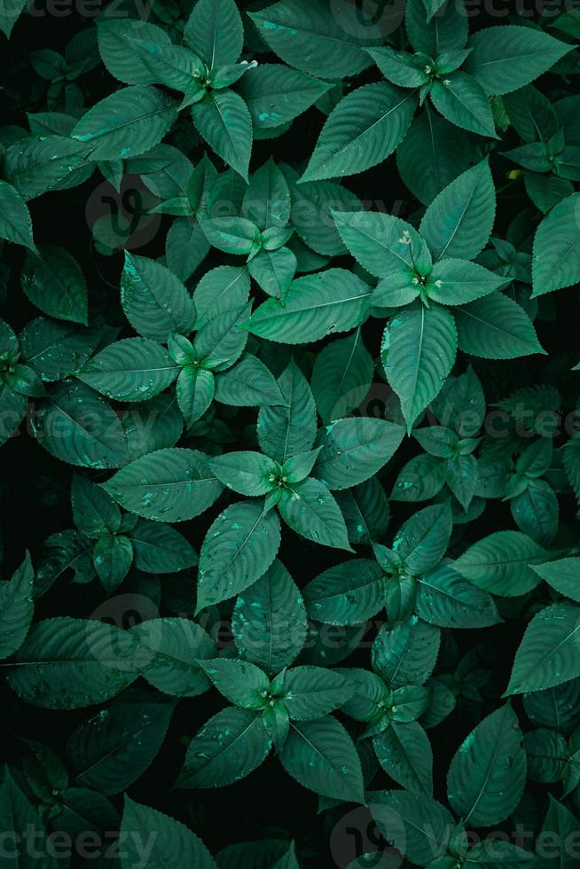green plant leaves in springtime, green background photo