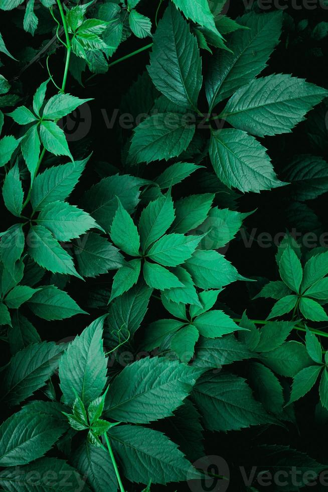 green plant leaves in springtime, green background photo