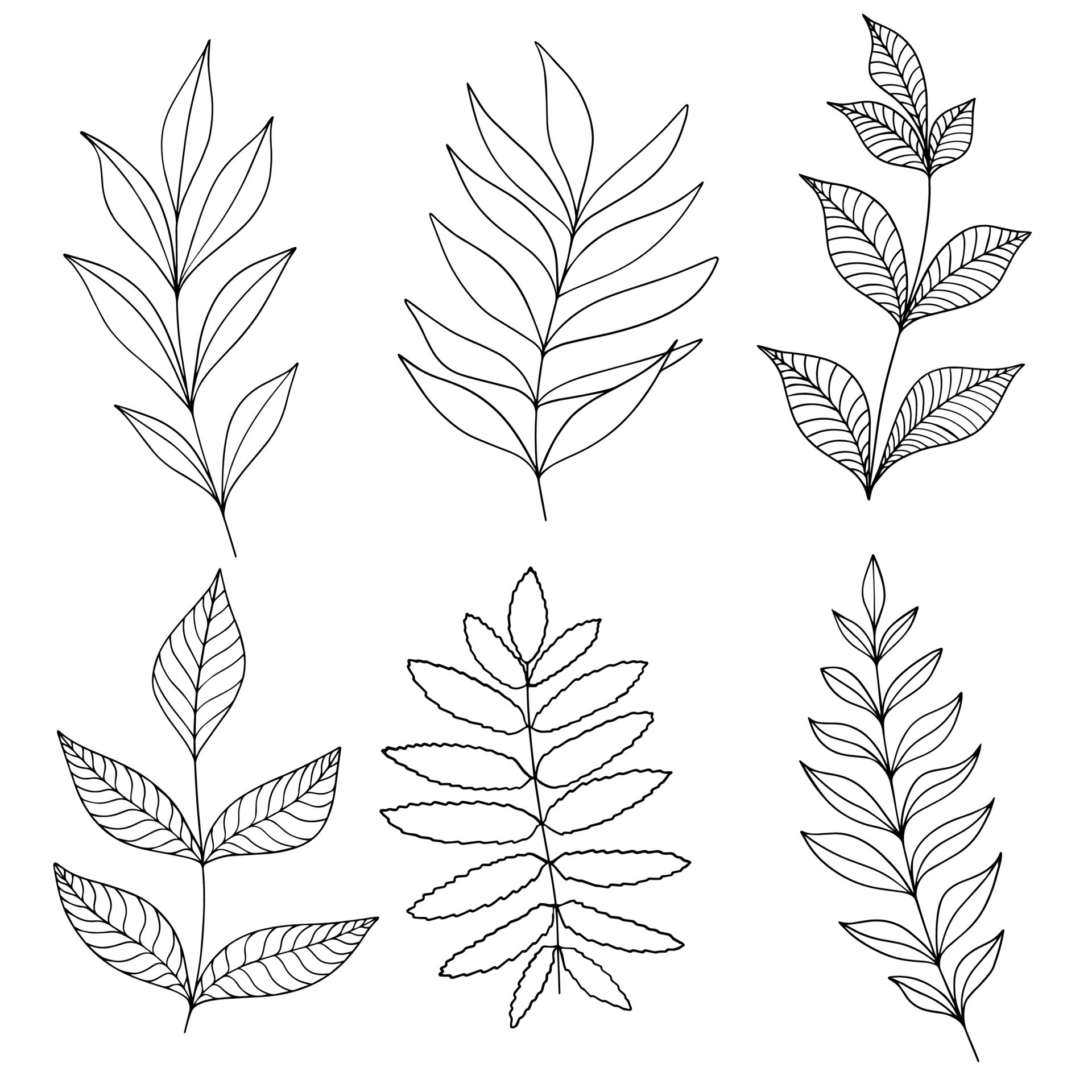 How TO Draw psrts of leaf step by step/parts of leaf drawing, - YouTube