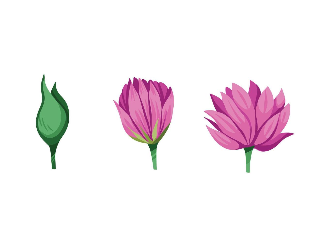 Secuencia de floración de flores rosas desde el botón floral hasta la floración en tres pasos. ilustración vectorial temática de la naturaleza con dibujo de estilo de arte plano simple de dibujos animados, aislado en fondo blanco liso. vector