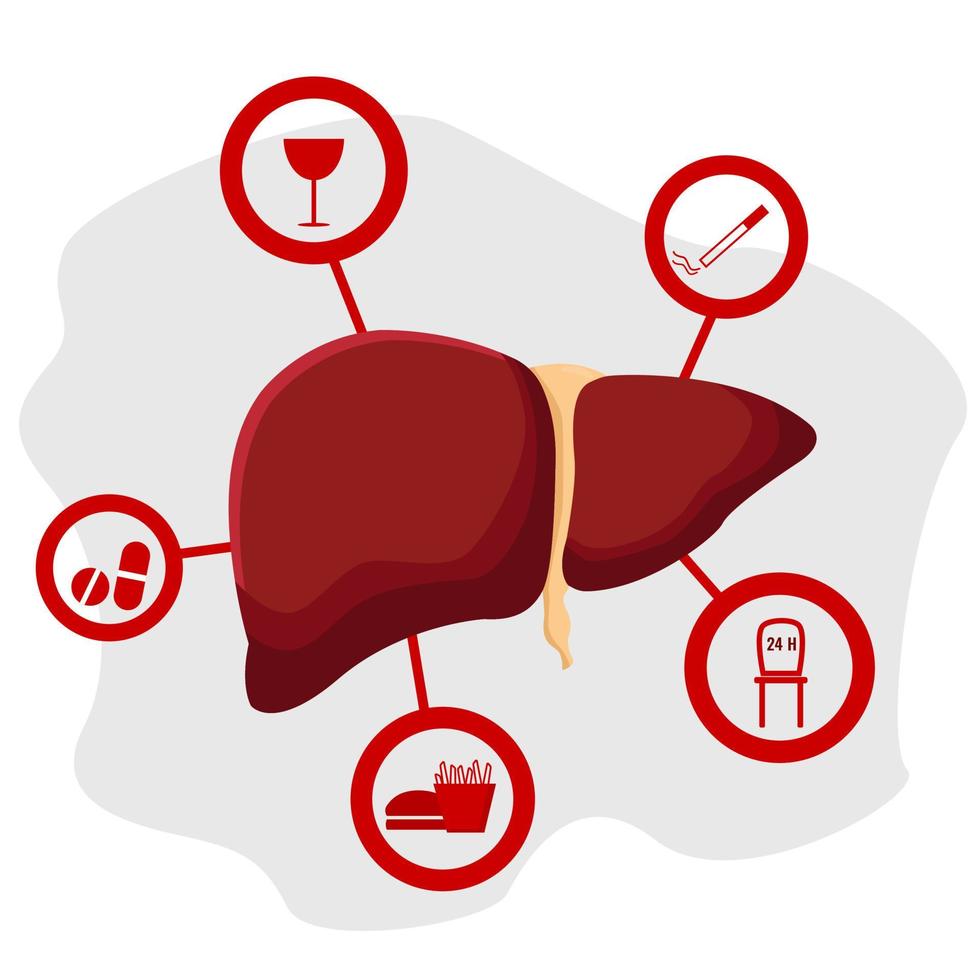 Factors affecting liver health. Vector illustration