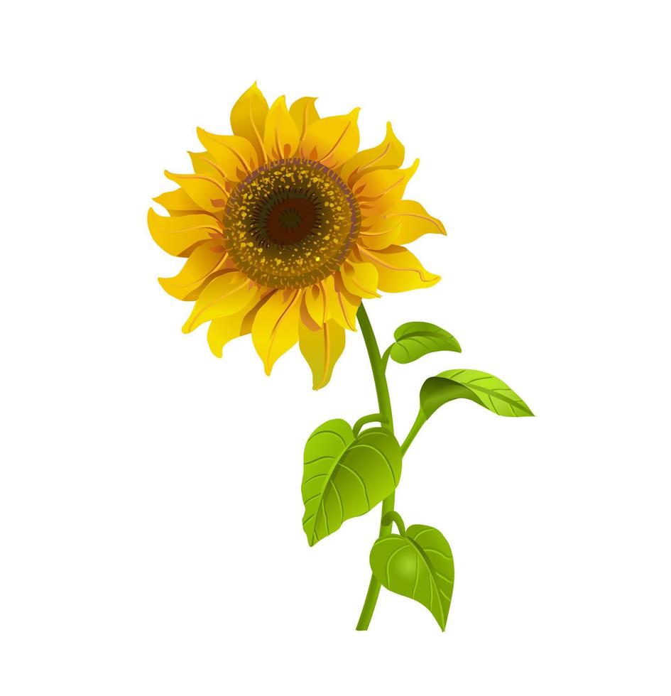 flor de girasol realista. ilustración vectorial aislado sobre fondo blanco vector