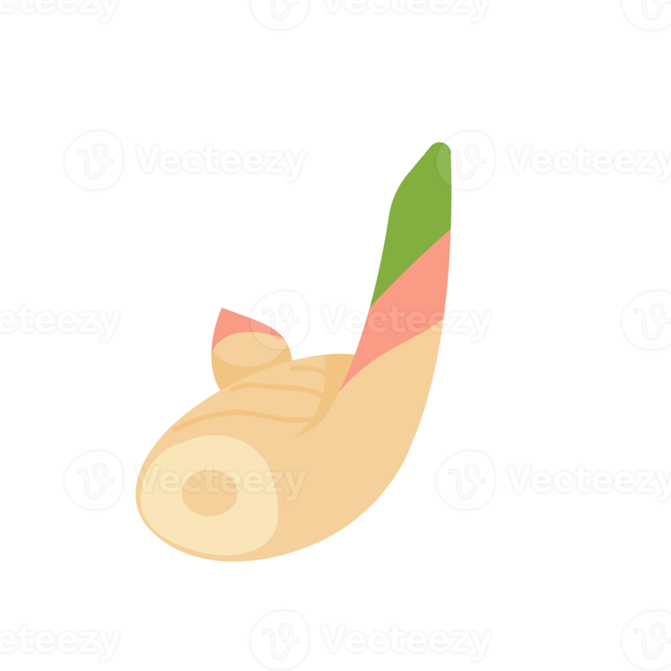 Galangal. Herbs to nourish the body for cooking. png