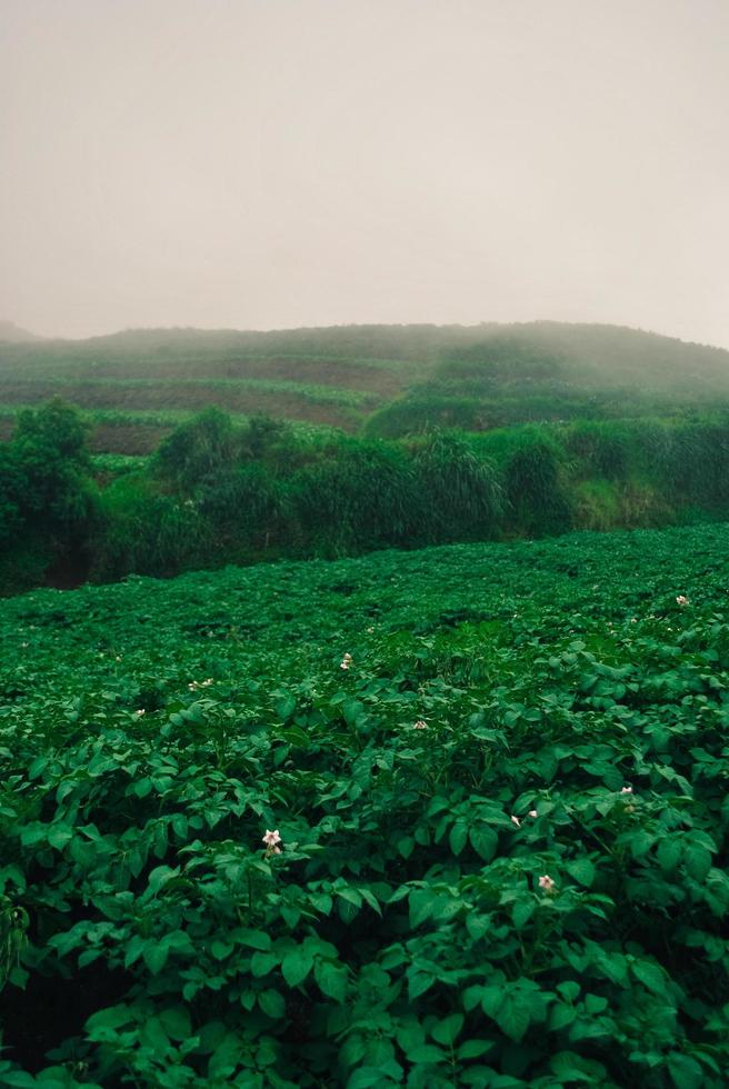 the scenery in the highlands in Indonesia with green and foggy natural scenery photo