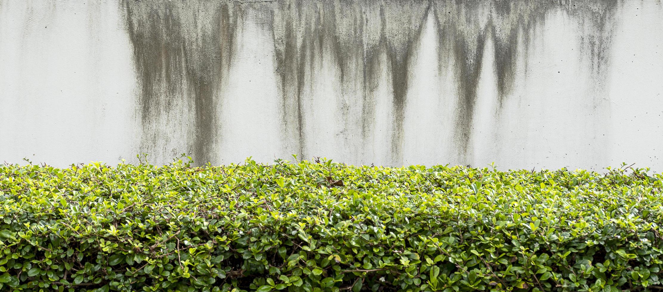 The white cement wall with rain stains. photo