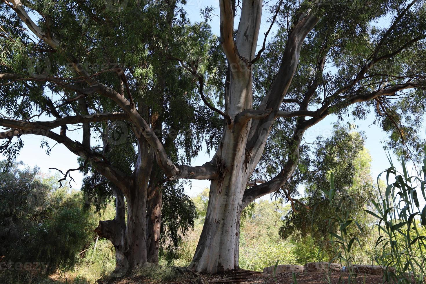 denso bosque de eucaliptos en el norte de israel foto