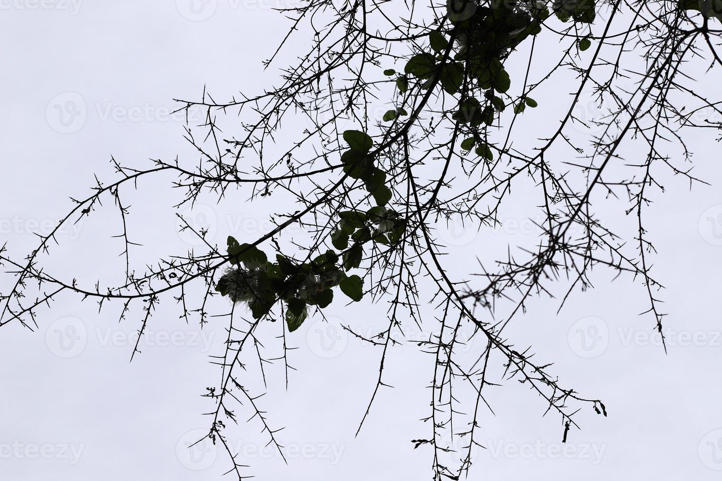 plantas y flores espinosas en un claro del bosque. foto