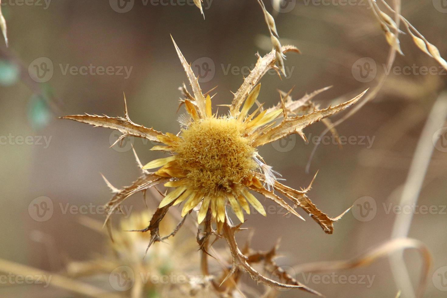 Thorny plants and flowers in a forest clearing. photo