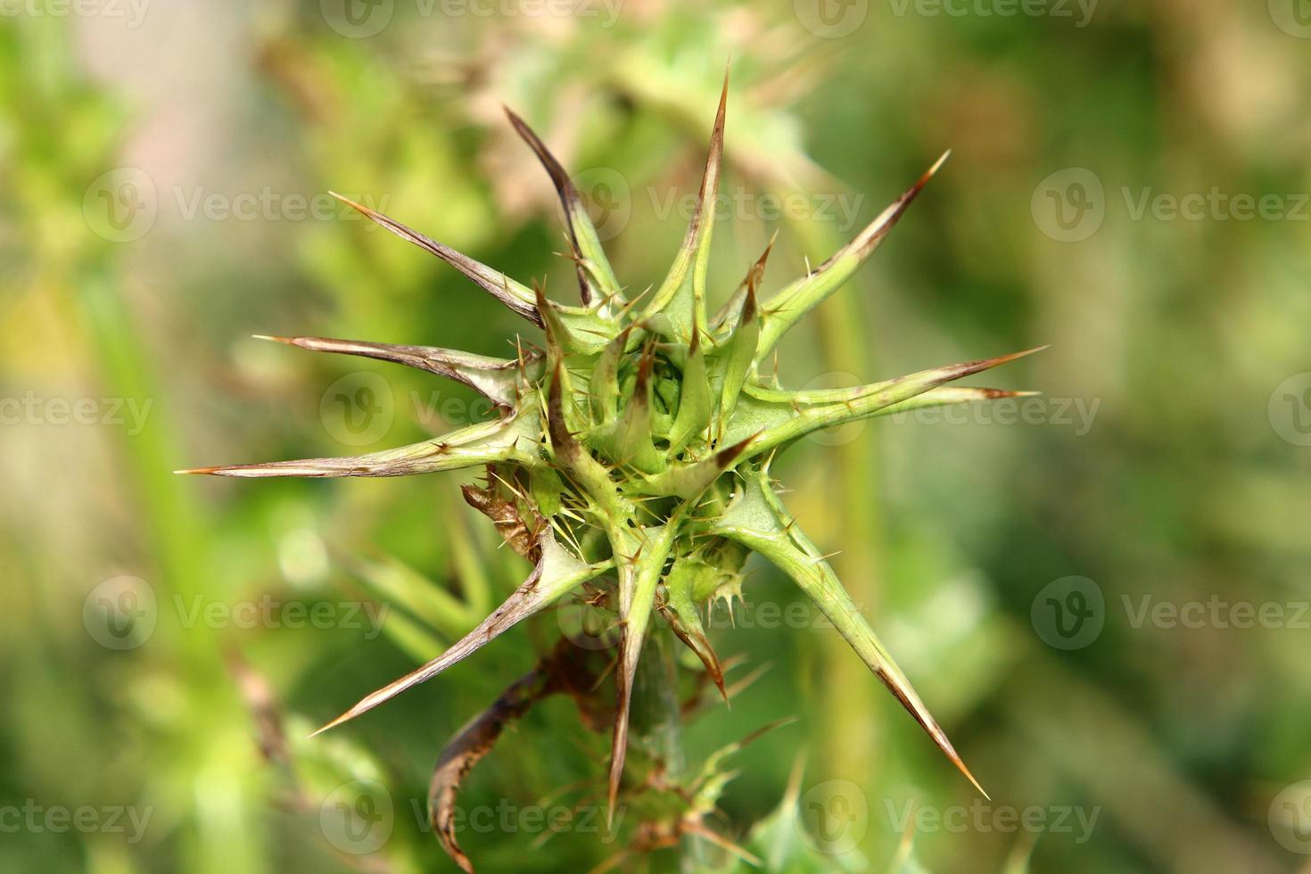 Thorny plants and flowers in a forest clearing. photo