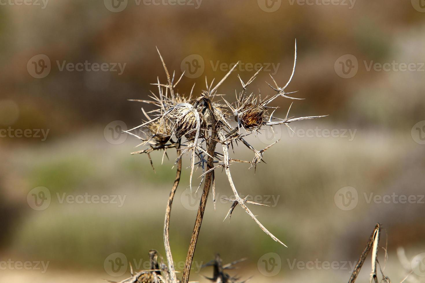 plantas y flores espinosas en un claro del bosque. foto