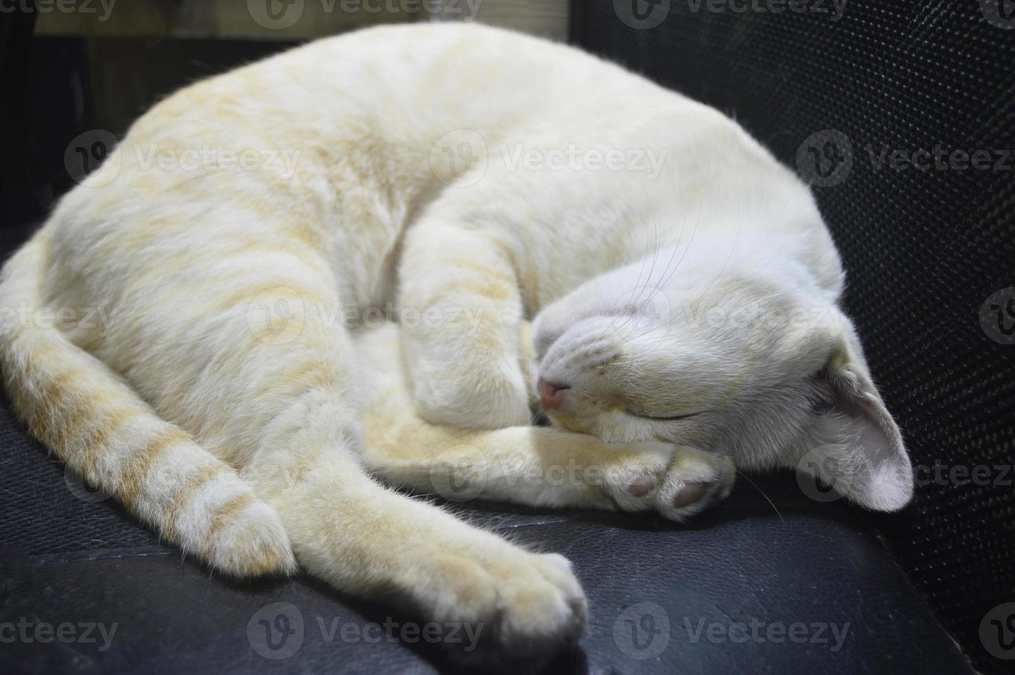 yellow white cat sleeping focus on one side of its face photo