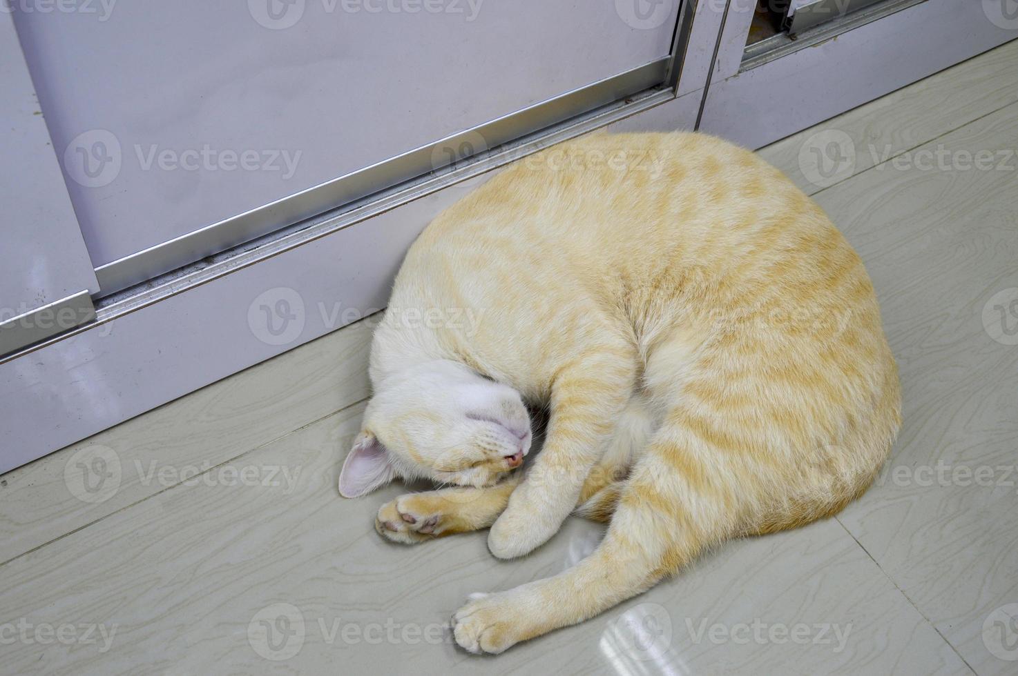 sleeping cat very relaxed posture photo