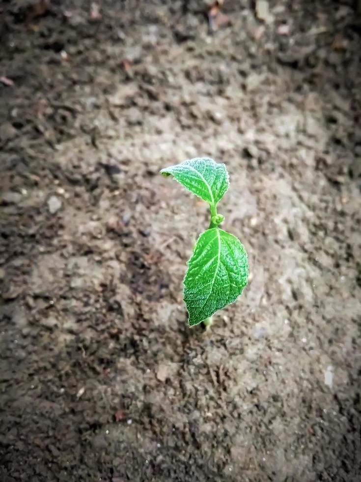 Growing little fig tree, green beautiful leaf with soil in background. Growing plant closeup photo