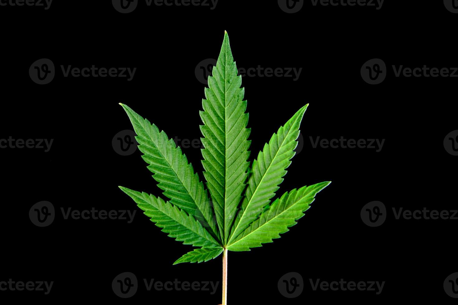 cannabis leaves on a black background for easy work photo