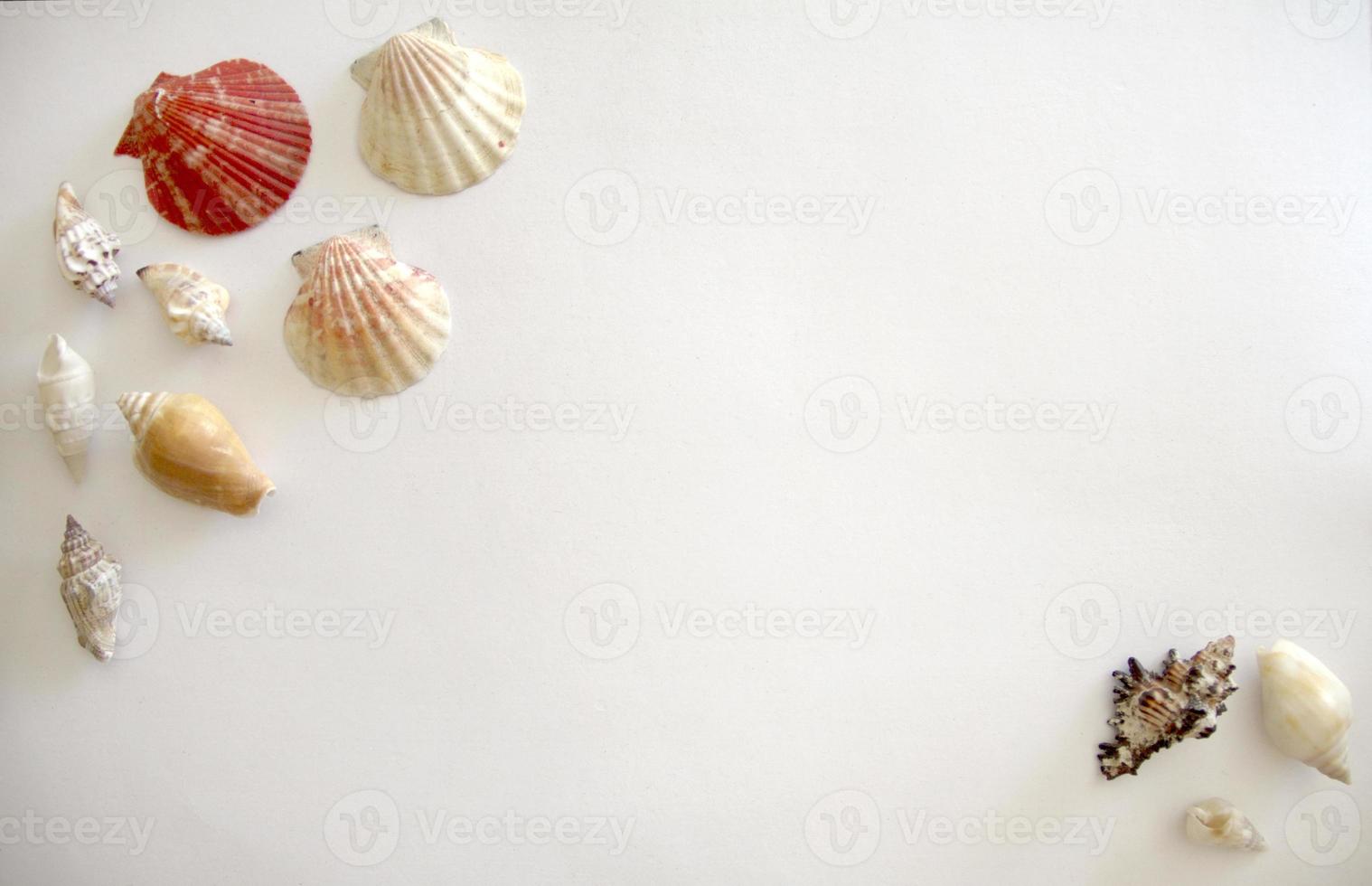 Template of shells on a white background, isolated, place for text. Top view photo