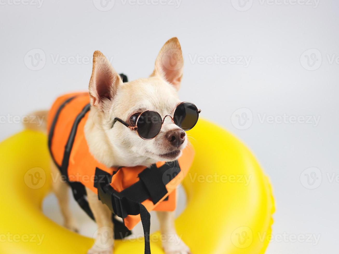 cute brown short hair chihuahua dog wearing sunglasses and  orange life jacket or life vest standing in yellow  swimming ring, isolated on white background. photo