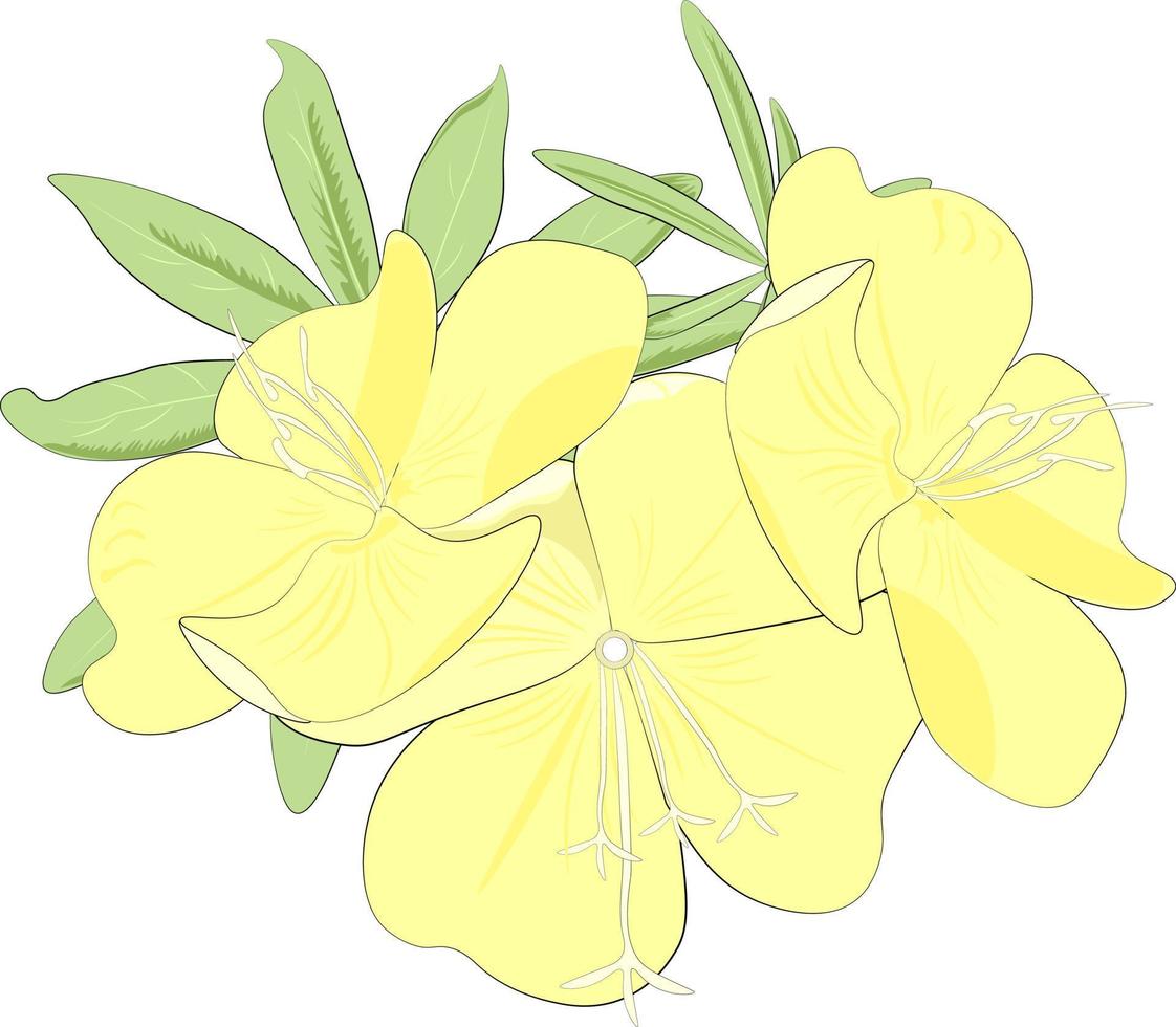 yellow flowers isolated on white background vector