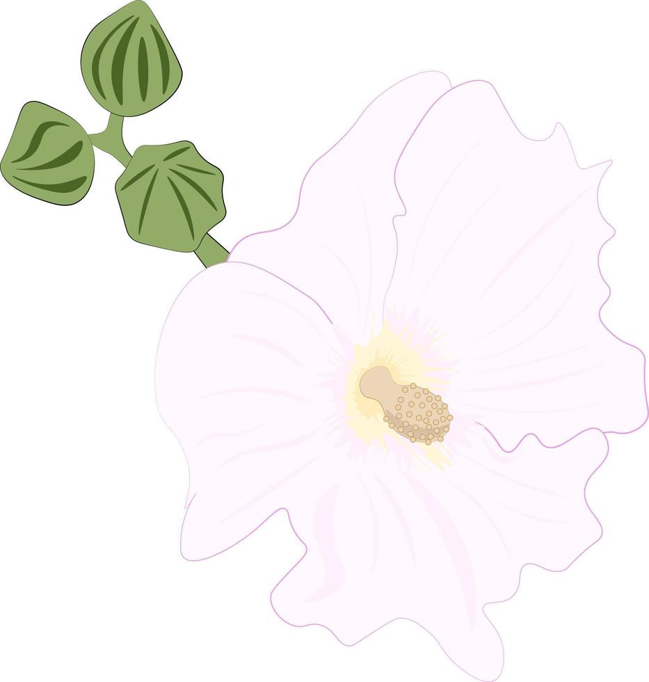 pink mallow flowers illustration isolated on white vector