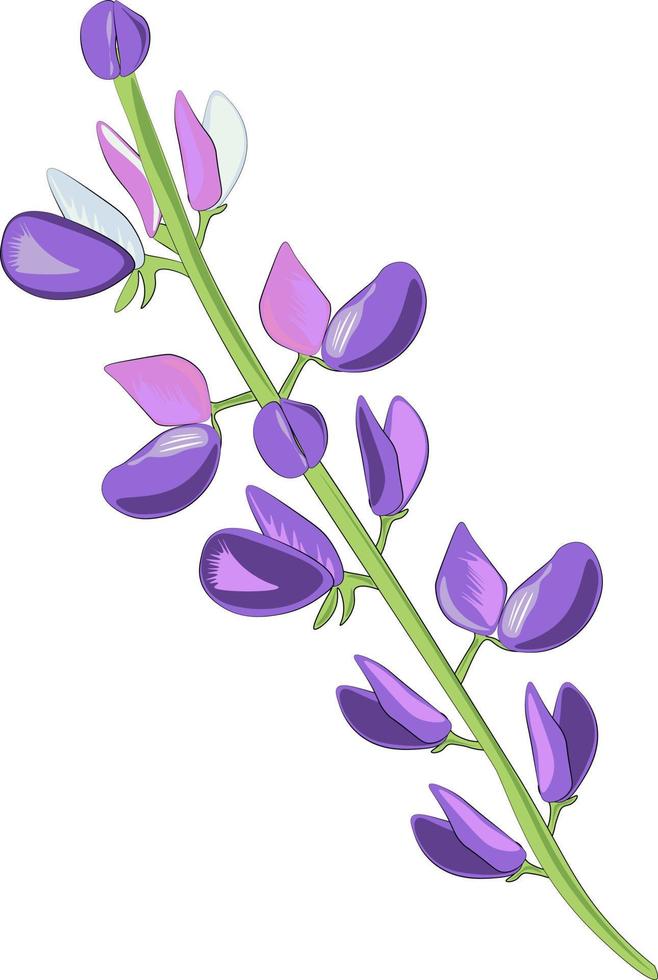 purple flower branch isolated on white background vector