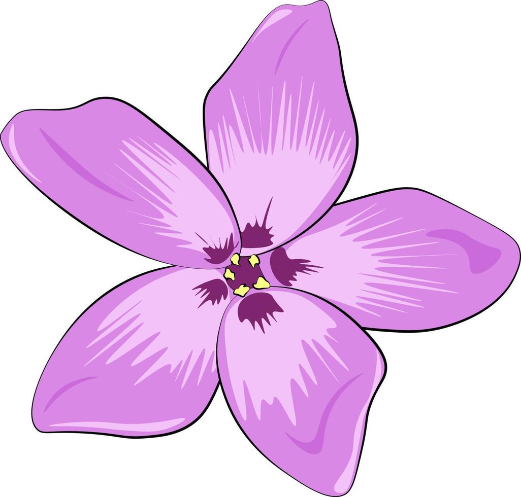 pink orchid isolated on white background vector