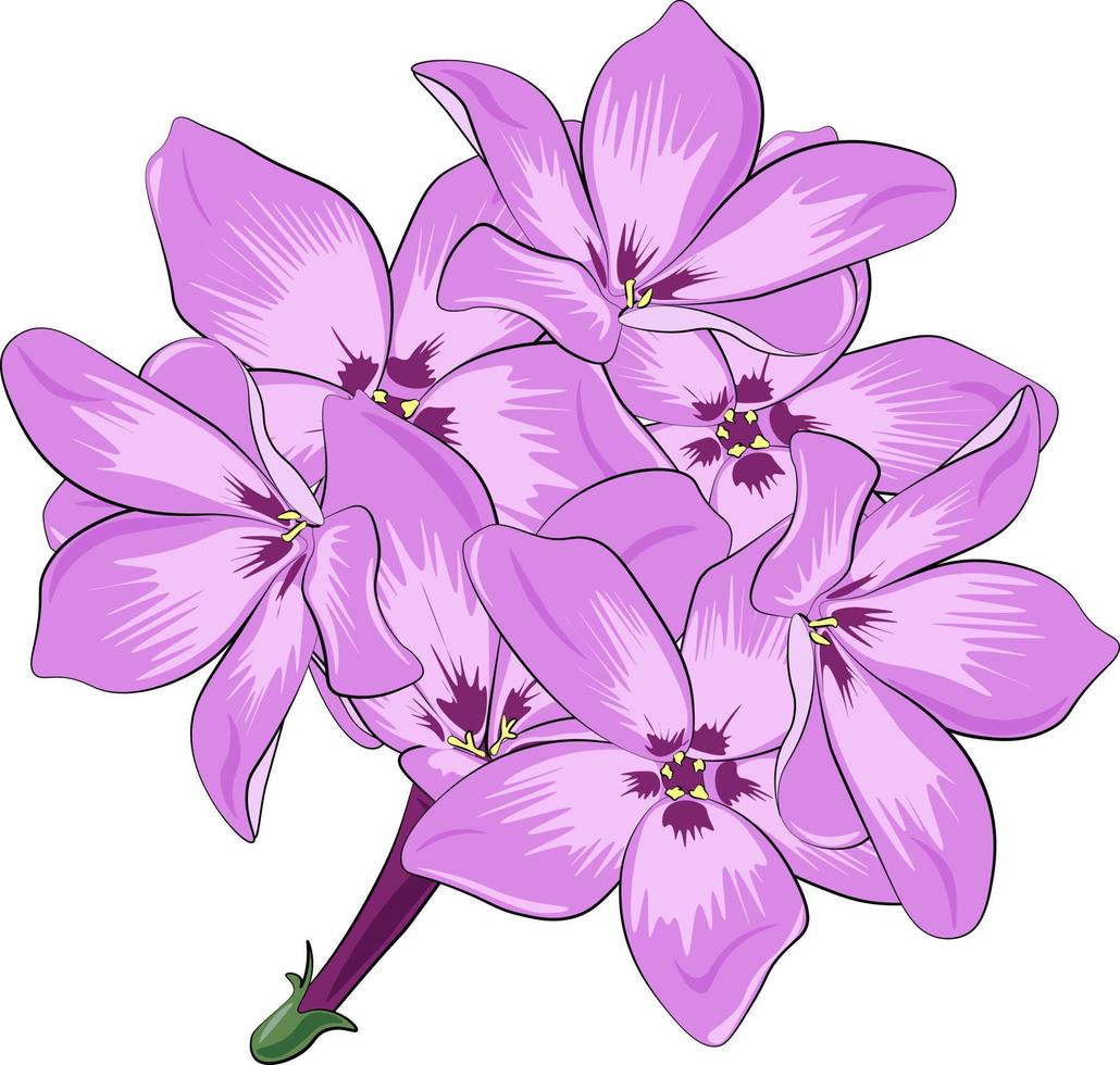 pink flowers isolated on white vector