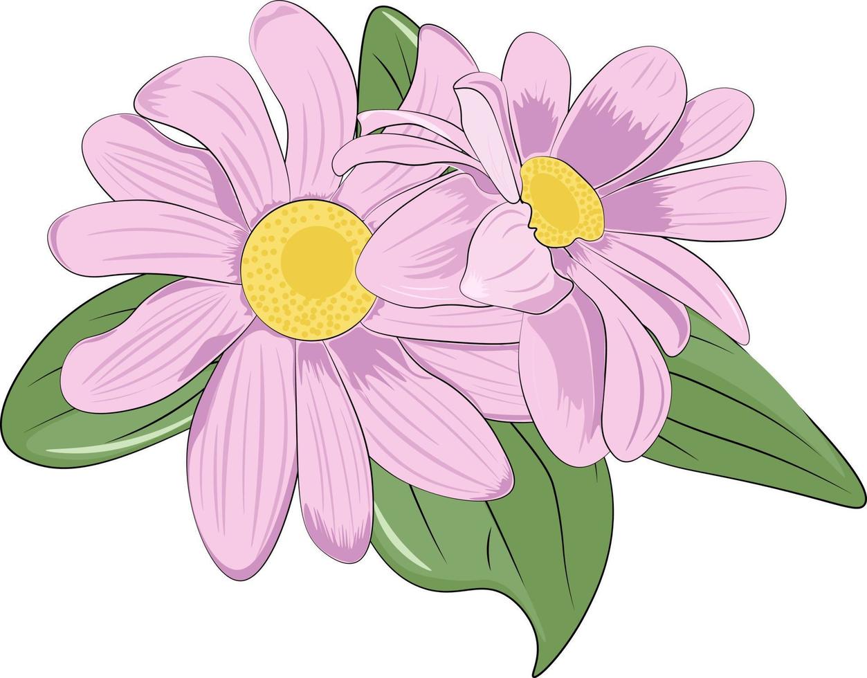 pink daisy isolated on white vector
