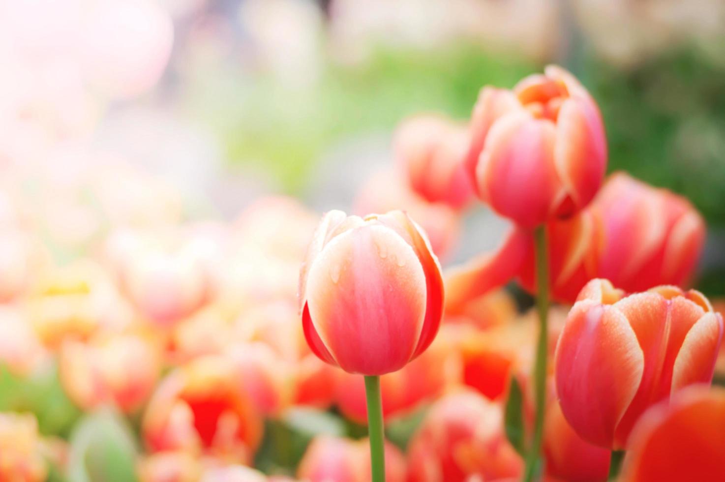 Close up of orange tulip in the garden photo