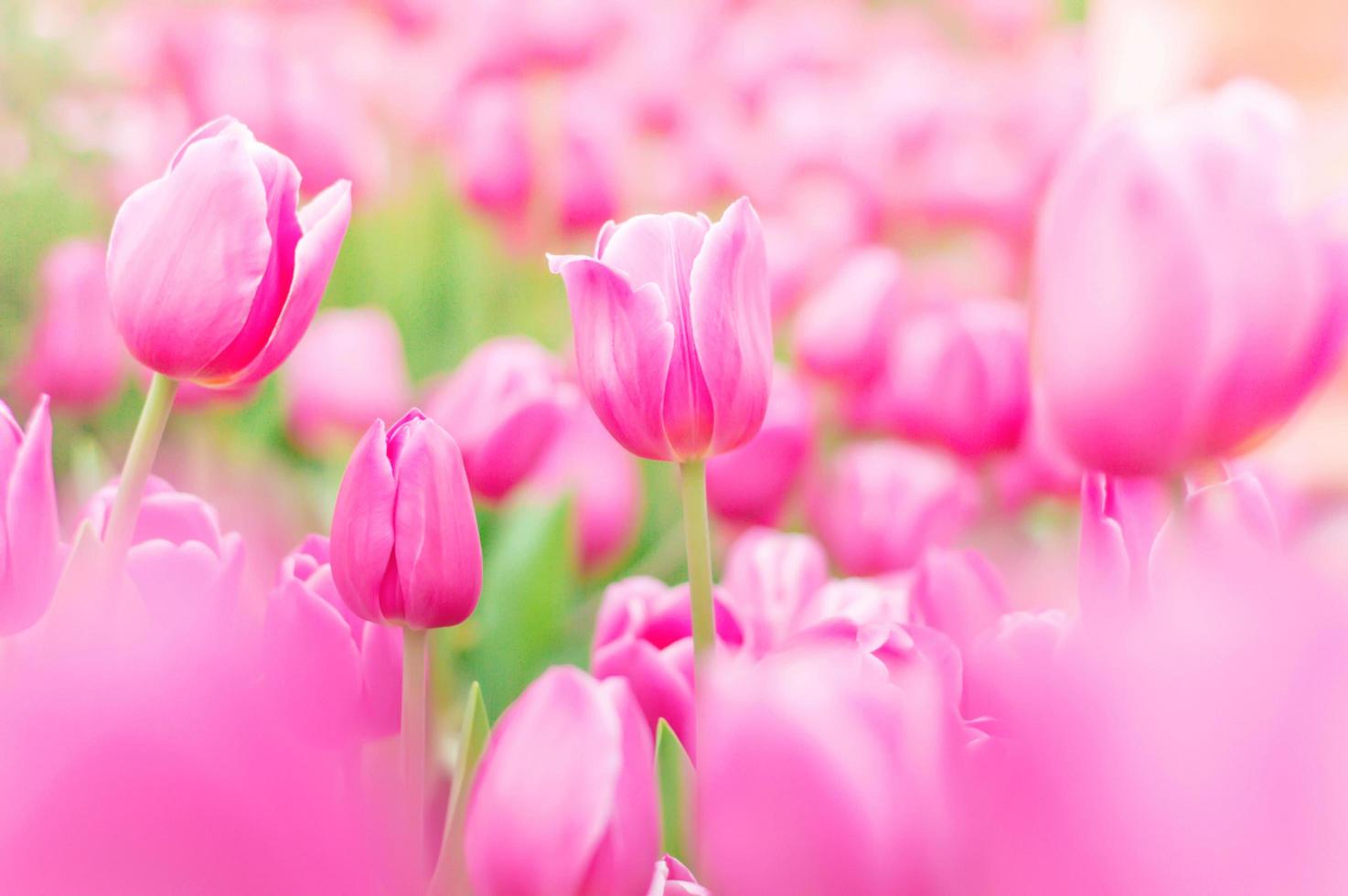 Close up of pink tulip in the garden photo