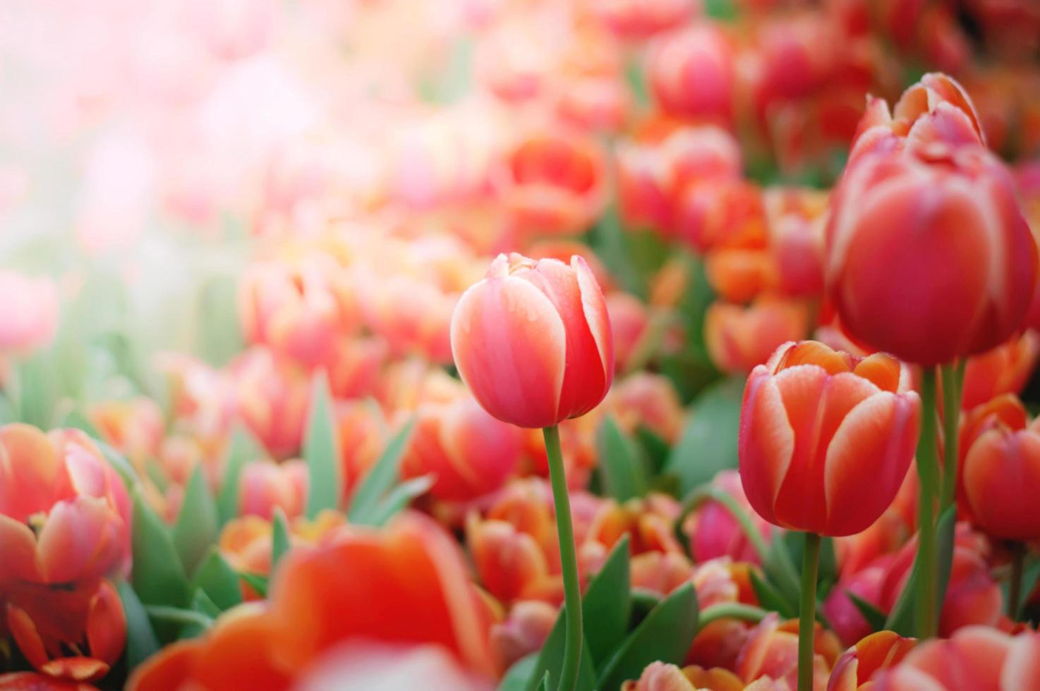 Close up of orange tulip in the garden photo